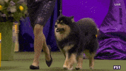 Dogs GIF by Westminster Kennel Club