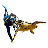 christianbyfield diving viaje tortuga buceo Sticker