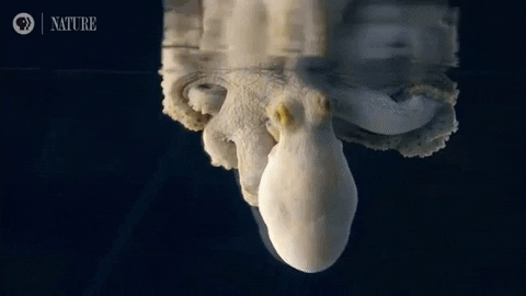 lasvieira giphygifmaker ciencia polvo camuflagem GIF