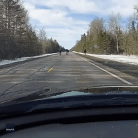 Michigan Driver Gets Stuck Behind 5 Loose Moose