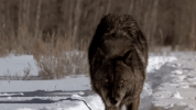 symphony for our world GIF by Nat Geo Wild 