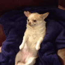 day laughing GIF