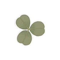 Summer Flower Sticker