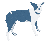 Border Collie Delta Sticker by URJ Jacobs Camp