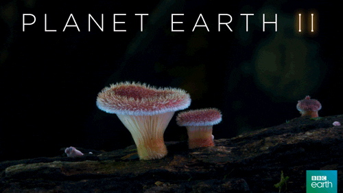 glow planet earth 2 GIF by BBC Earth