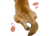 Shibasoa 柴犬 しばいぬ 柴 柴そあ Sticker