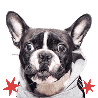 Shocked French Bulldog Sticker by Oscar The Frenchie