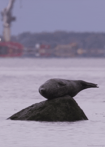 common seal GIF by Head Like an Orange