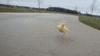 ducks GIF