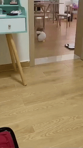 cuteanimalland giphyupload GIF