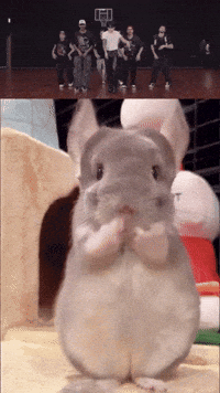 Chinchilla Sue GIF