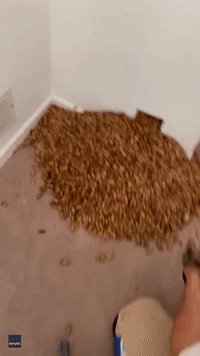 Pest Control Removes 700 Pounds of Acorns Hidden in Wall by Birds