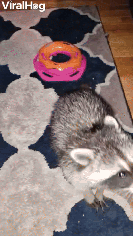 Raccoons on Rug Play with Toy