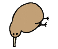 Kiwi Sticker