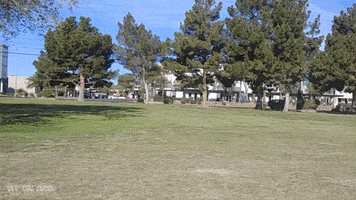 offthejacks chevrolet chevy classic cars belair GIF