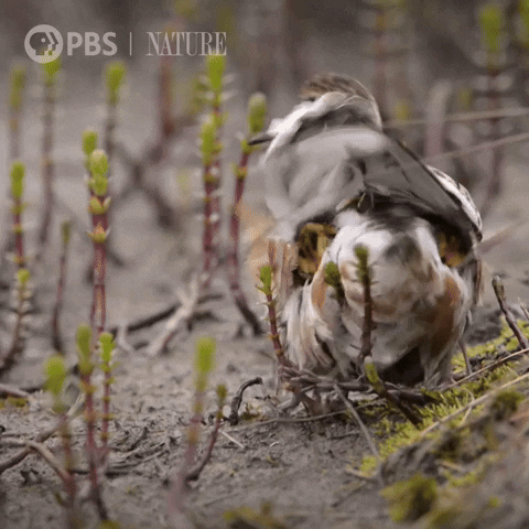 Mom Bird GIF by Nature on PBS