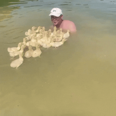 cuteanimalland giphyupload GIF