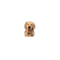 Golden Retriever Dog Sticker