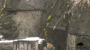 BrookfieldZoo cat jump play attack GIF