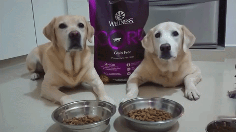 dog food life of flapper GIF