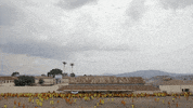 viceland GIF by VICE WORLD OF SPORTS