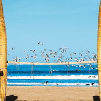 WhairoPeru peru whairo GIF