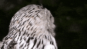 GIF by TechPixies