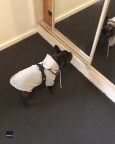 Puppy Has Hilarious Reaction to Seeing Itself in the Mirror for the First Time