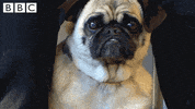 dog what GIF by CBBC