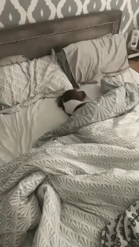 Quit Hounding Me: This Pup Is Not Getting Out of Bed for Anything