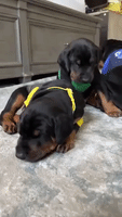 Adorable Puppies Choose Their Hogwarts Houses