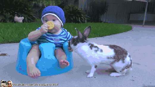 cookie theft GIF