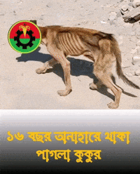 Politics Bangladesh GIF