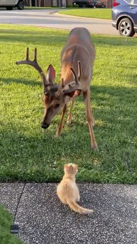 Kitten Smitten by Friendly Deer 