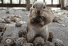 face peanuts GIF