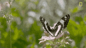 natgeochannel nat geo yellowstone yellowstone live prey baby boom GIF