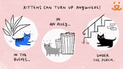 Kittens Save Them All GIF by Best Friends Animal Society