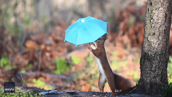 Squirrel Does Umbrella Photoshoot