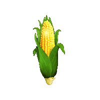 shuckedmusical theater broadway corn shucked musical Sticker