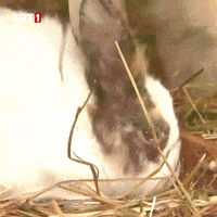 Hungry Rabbit GIF by TRT
