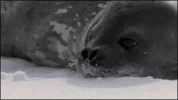 killer whale seal GIF