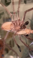 Golden Huntsman Spider Wraps Body Around Prey