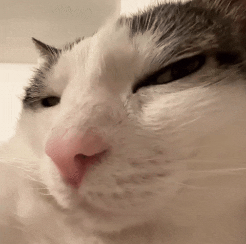 Sassycat Viralcat GIF