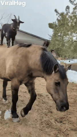 Horse Helps Goat Get Some Height