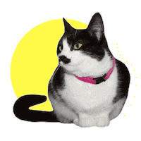 Cat Reaction Sticker
