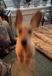 Happy So Excited GIF