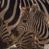 Wildlife Zebra GIF by BBC America