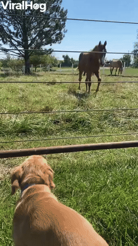 Puppy and Colt Are Best of Friends