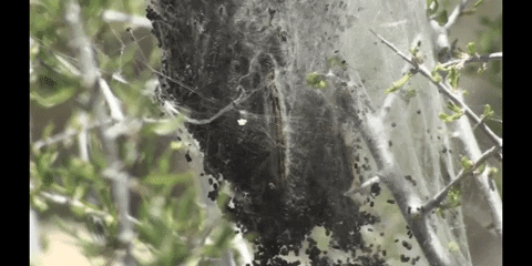 Plants Satisfying GIF by DIIMSA Stock