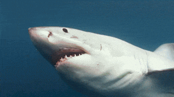 The Plight of the Shark